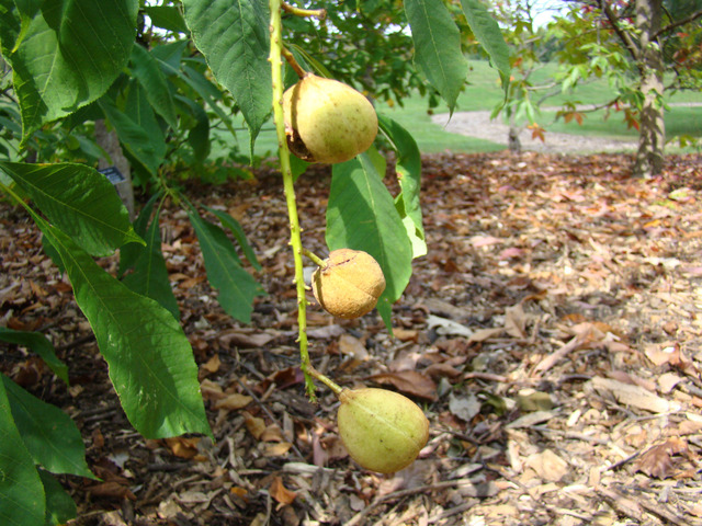 સફેદ પાવે ફળ (ચેસ્ટનટ)