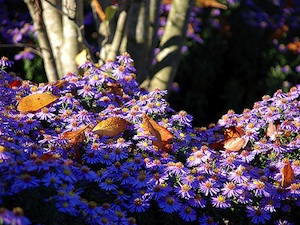 asters