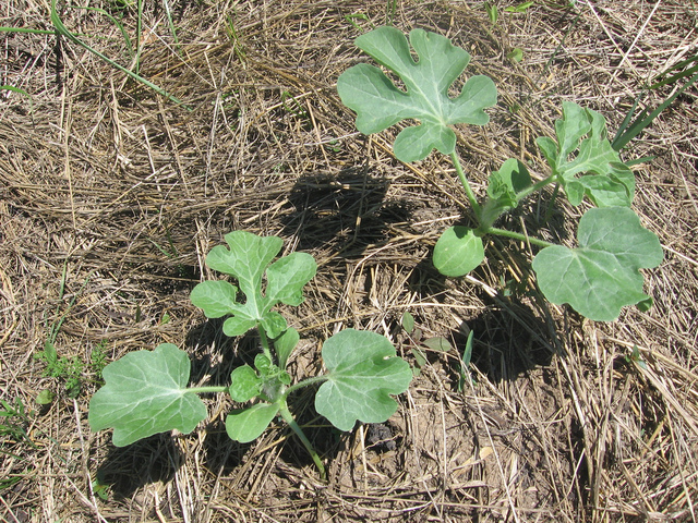 ફુટ mulching