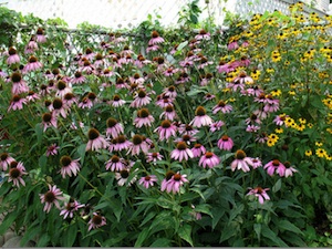 Echinacea અને Rudbeckia