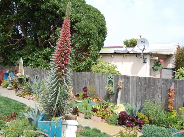 Echium wildpretii 'ટાવર ઓફ જ્વેલ્સ'