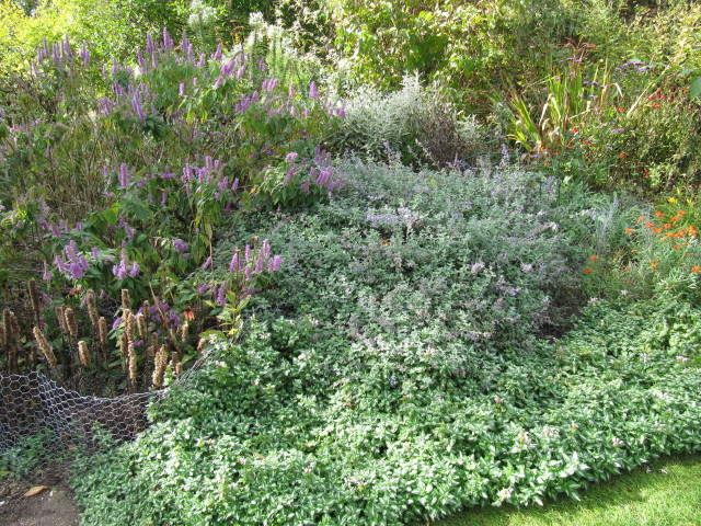 Elsholtzia stautonii, lamium અને nepeta