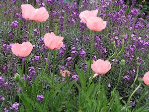 Erysimum 'Bowles Mauve' અને poppies