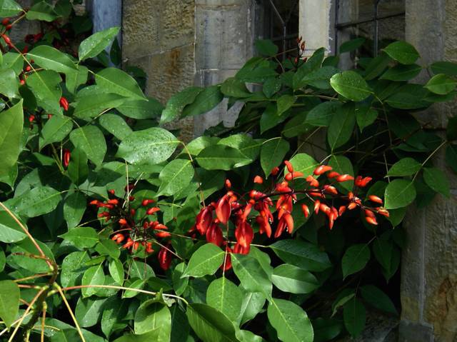 Erythrina crista-galli ની ખેતી આપણી આબોહવાની પરિસ્થિતિઓમાં થાય છે.