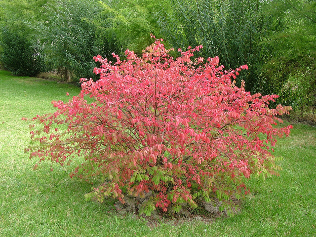 Euonymus alatus - પાનખર માં પાનખર ચારકોલ.