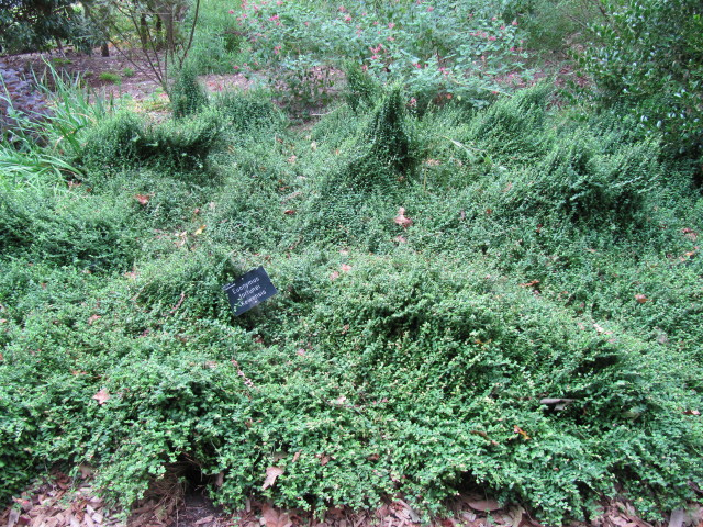 Euonymus 'Kewensis' - માળ માટે ચારકોલ