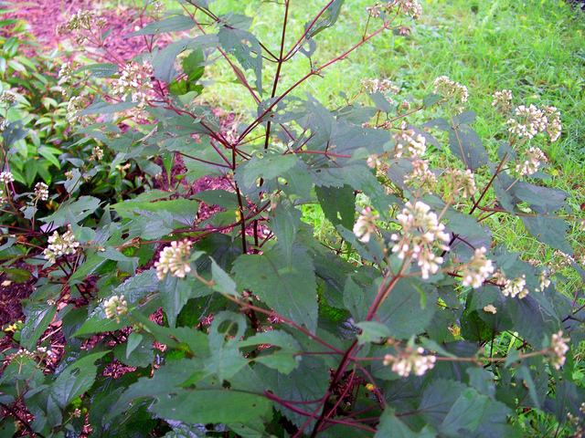 ફૂલમાં Eupatorium rugosum 'ચોકલેટ'