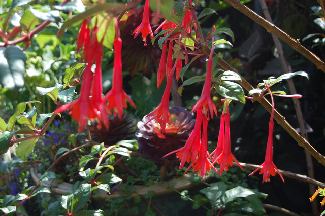 Fuchsia 'ધામધૂમ'