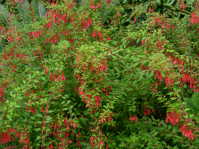 fuchsia magellanica