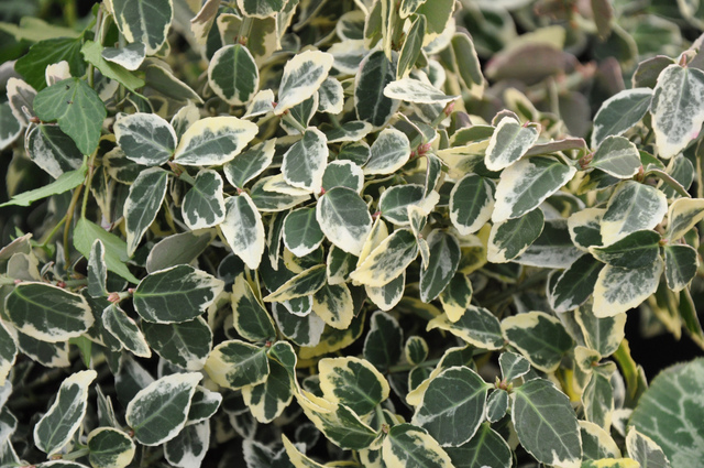 Euonymus fortune 'Emerald Gaiety'