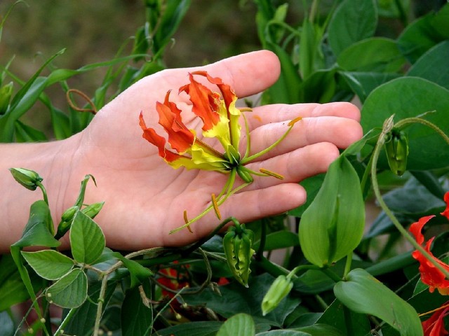 Gloriosa superba var.  રોથશિલ્ડિયન