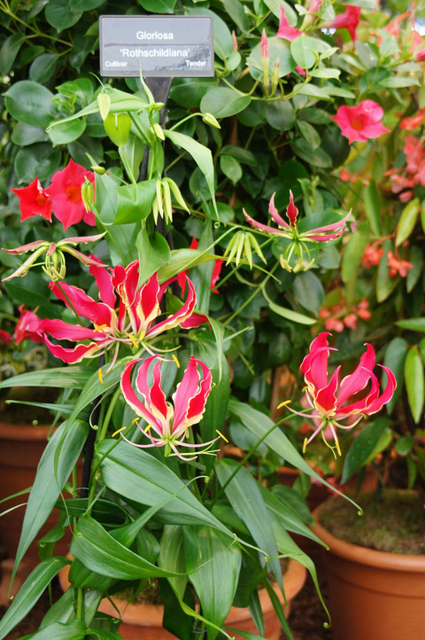 Gloriosa superba var.  એક વાસણમાં રોથચાઈલ્ડ