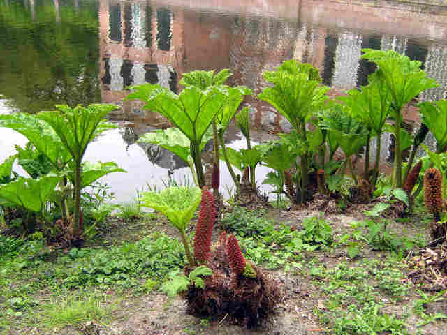 Gunnera manicata, બ્રાઝિલની એક વિશાળ રેવંચી.