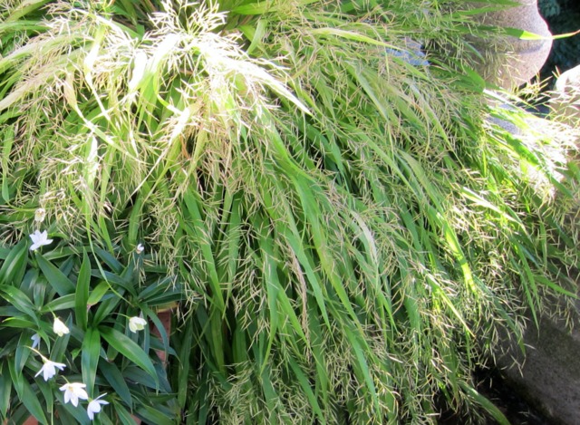 Hakonechloa macra - ફ્લાવરિંગ