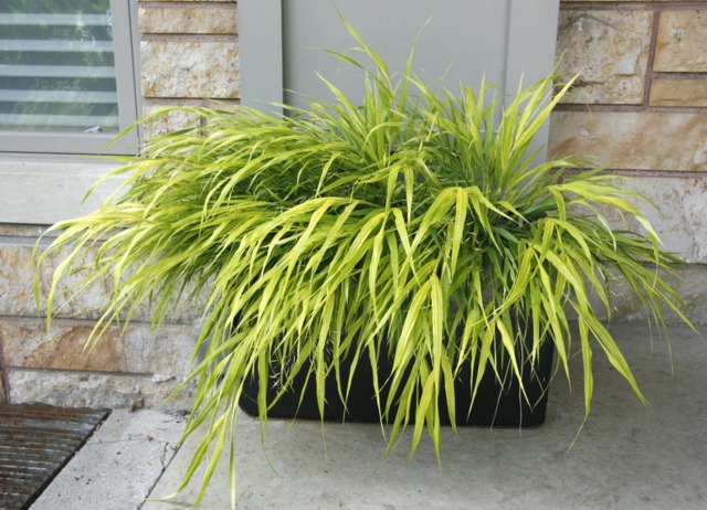 પ્લાન્ટર માં Hakonechloa macra