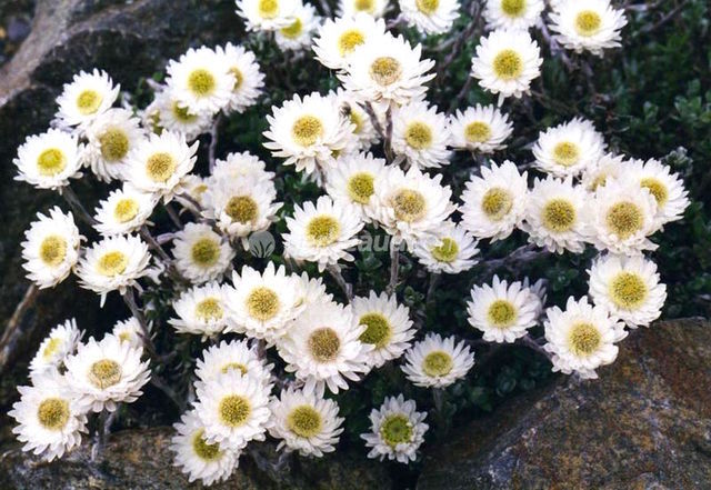 immortelle bellidioides