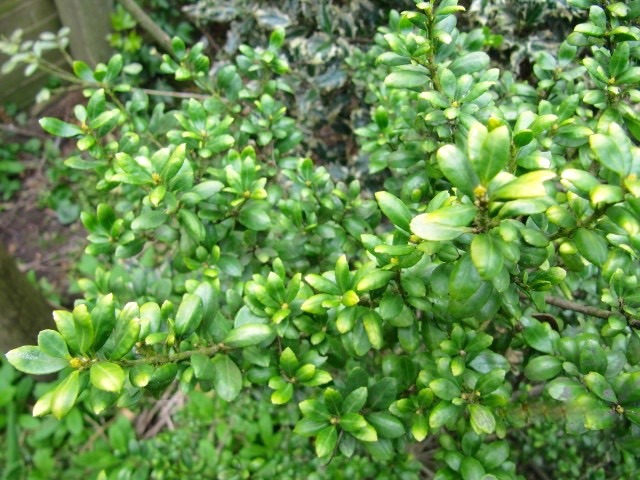 Ilex crenata 'ગોલ્ડન જેમ'