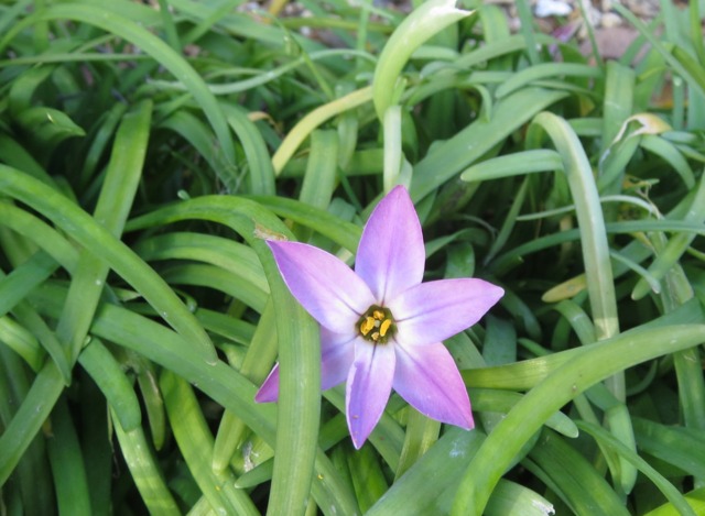 Ipheion uniflorum 'ચાર્લોટ બિશપ'