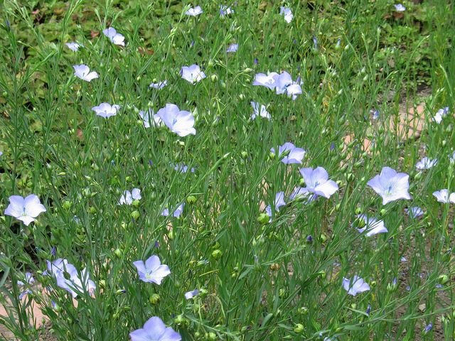 Linum usitatissimum, ઉગાડવામાં આવેલ શણ