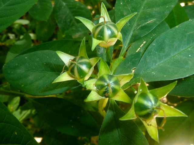 Reinwardtia indica, પીળા ઝાડવું શણ