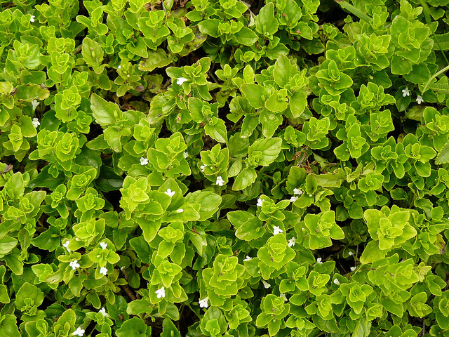 ભારતીય ટંકશાળ