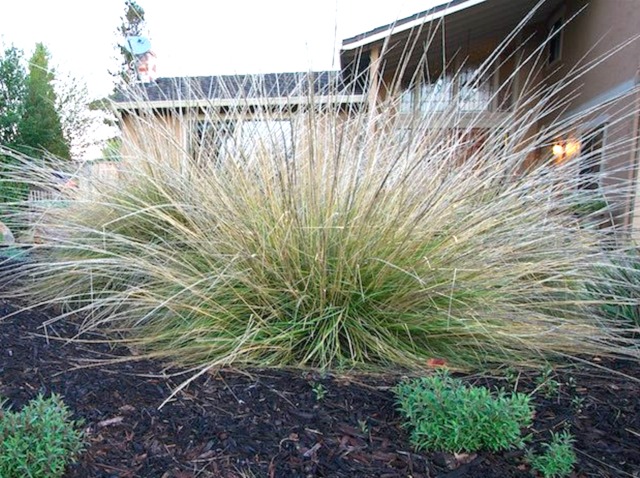 Muhlenbergia rigens