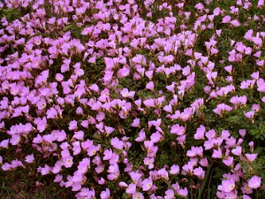 Oenothera speciosa