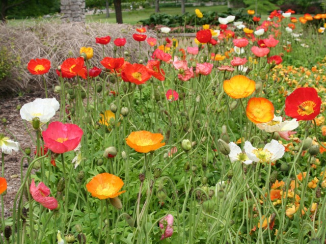 papaver nudicaule