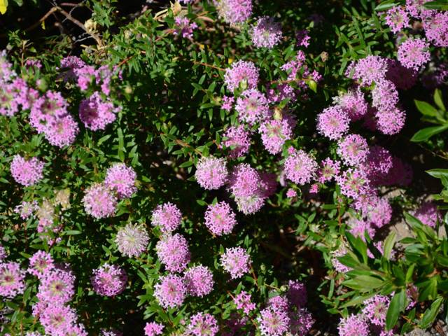 Pimelea ferruginea: ફૂલો