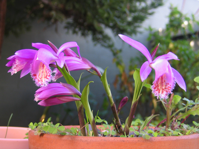 એક વાસણમાં Pleione formosana