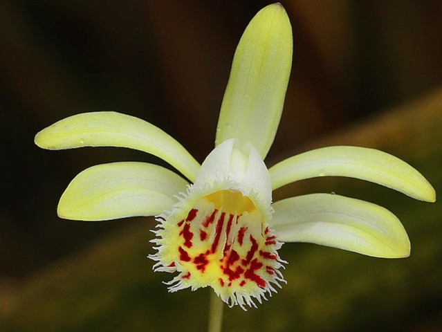 Pleione forrestii