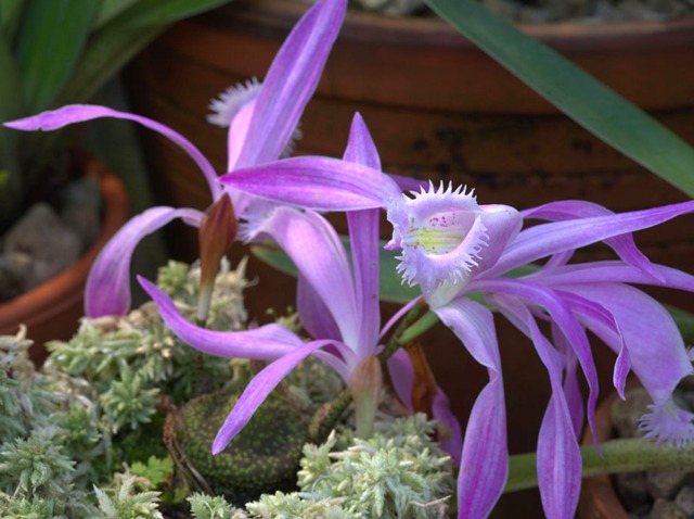 Pleione praecox