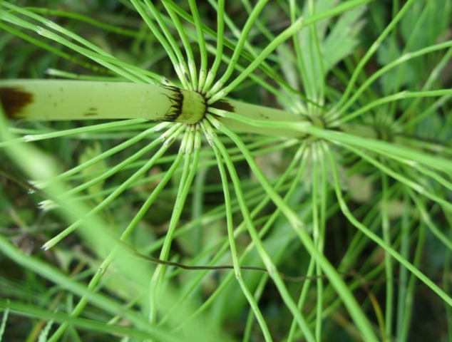 Equisetum arvense - Horsetail