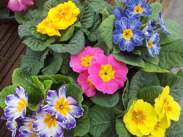 પોટ્સ માં Primroses