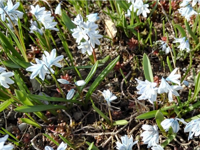 પુષ્કિનિયા 'લિબાનોટિકા'