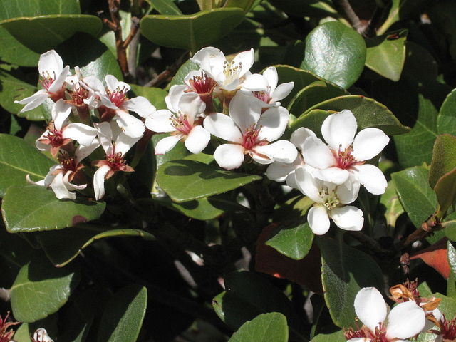 રેફિઓલેપિસ umbellata