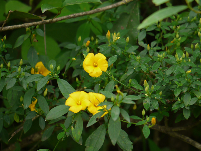 Reinwardtia indica, પીળા ઝાડવું શણ