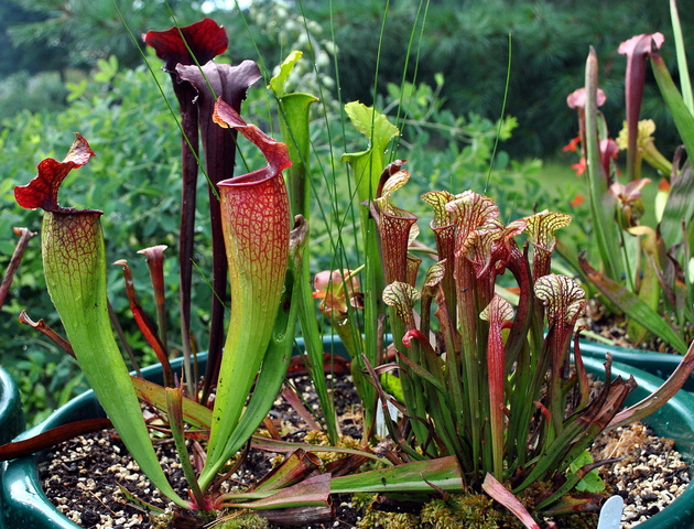 એક પોટ માં Sarracenia