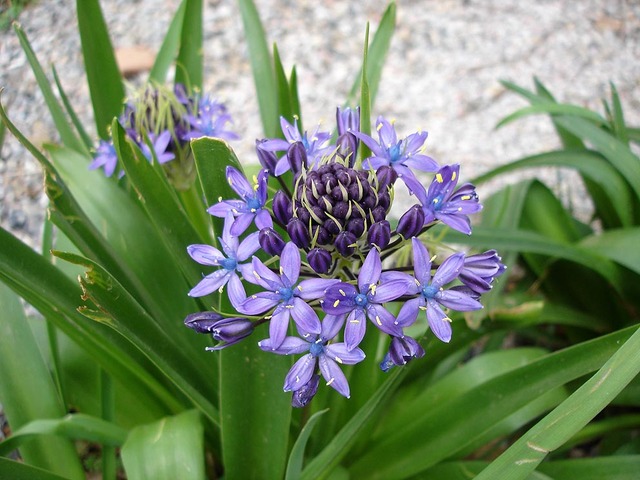 Scilla peruviana - પેરુવિયન scilla