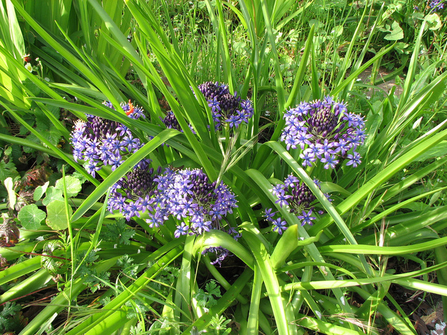 Scilla peruviana - પેરુવિયન scilla