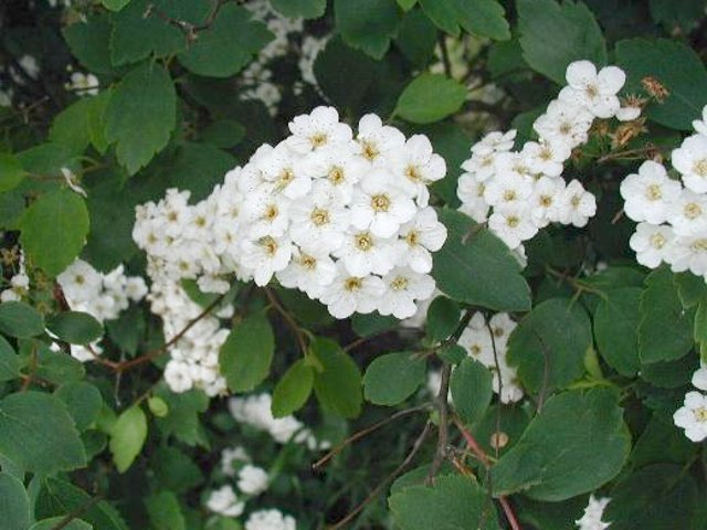 Spiraea x vanhouttei - ફૂલો અને પર્ણસમૂહ