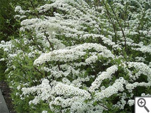 Spirea arguta