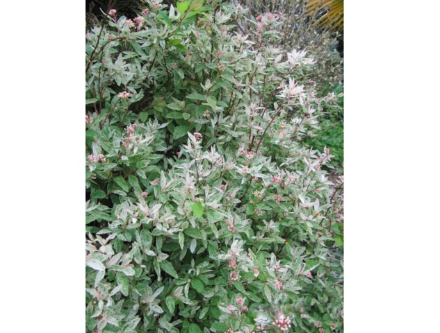 Spiraea Van Houtte 'પિંક આઇસ'