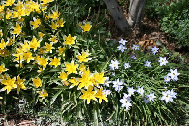 Ipheion અને Tulipa tarda (બોટનિકલ ટ્યૂલિપ)